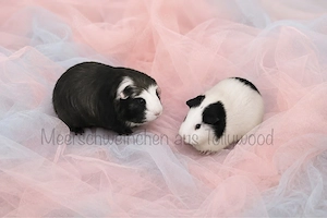 Meerschweinchen Weibchen und Kastrat