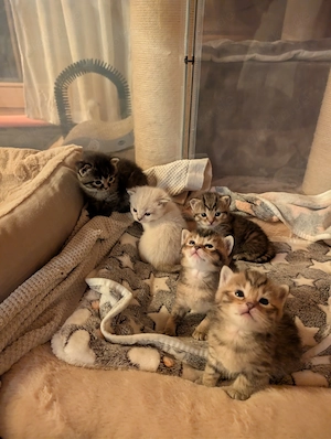 Wunderschöne Ragdoll-BKH Mix 