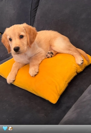 Golden retriever