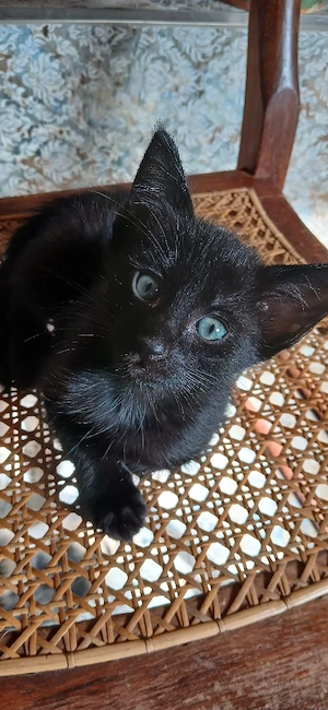 Orientalisch Langhaar Kitten aus Zucht mit Stammbaum in liebevolle Hände zu verkaufen