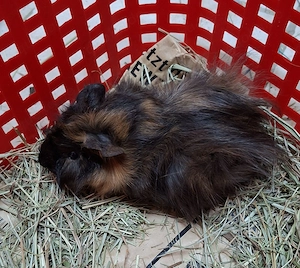 Meerschweinchen Böcke