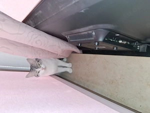 Mein  kleine  Katze sucht ein neues Zuhause 