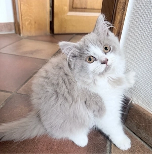 Reinrassiger BLH Kater 