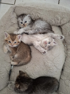 Bkh Kitten  3 Kater 