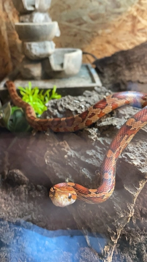 2 Kornatter weibchen 