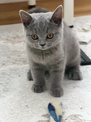 Wunderschöner Britisch-Kurzhaar-Kater in traumhaftem Blau sucht sein liebevolles Zuhause   
