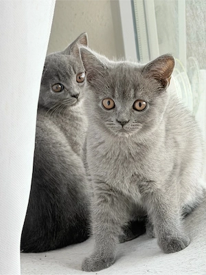  2 Britisch Kurzhaar Kater | BKH Kitten | 