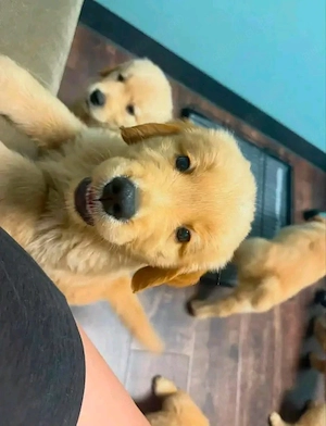 Golden-Retriever-Welpen suchen liebevolle Zuhause