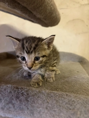 Süßes getigertes Katzenbaby (Tabby)   zahm & kinderlieb