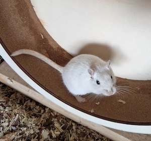 Rennmäuse männlich 2 Jahre 