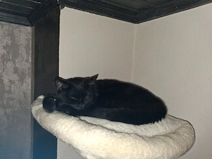 hauskatzen 
