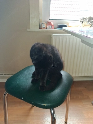 hauskatzen 