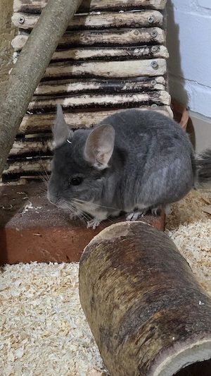 16 Jähriges Chinchillaweibchen sucht neues Zuhause