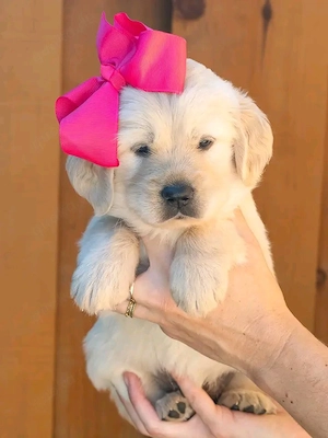 Golden Retriever Welpen suchen ein liebevolles Zuhause 