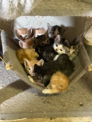 Niedliche Kätzchen, zahm und kinderlieb, lernen das Katzenklo