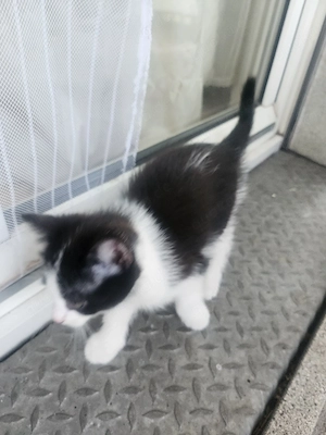 Katzenbabys 
