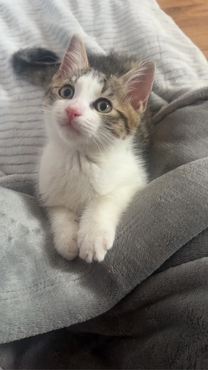 katzenbaby