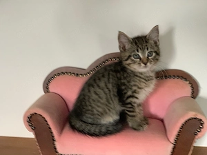 Maine Coon XXL Mix Kitten Kätzchen 