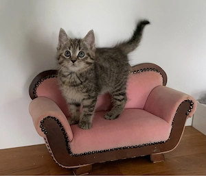 Maine Coon XXL Mix Kitten Kätzchen 