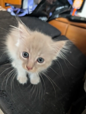 süße Kitten abzugeben 12.07.2026 geboren 