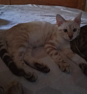 Bengal Mädchen 