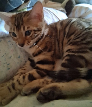 Bengal Babys