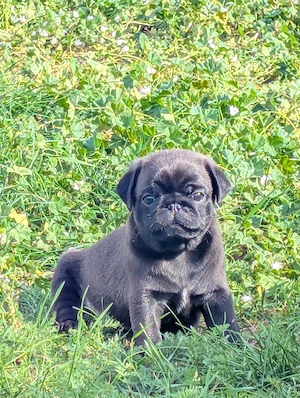 Reinrassige Mops Welpen 