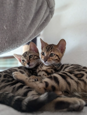 Abgabebereit Wunderschöne Bengal Kitten mit Stammbaum