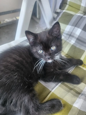 Katzenbabys 