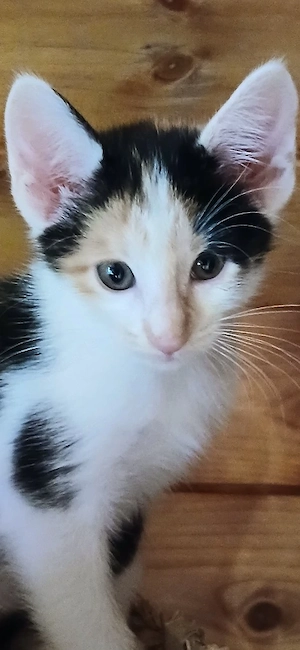 Orientalisch Langhaar Kitten mit Stammbaum in liebevolle Hände zu verkaufen