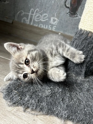 3 Reinrassige Bkh Kitten suchen dich