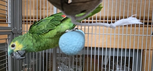 Verkaufe sehr schönen Blaustirnamazonen Hahn