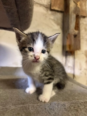 Süßes getigertes Katerchen (Tabby) mit weißen Pfötchen   zahm