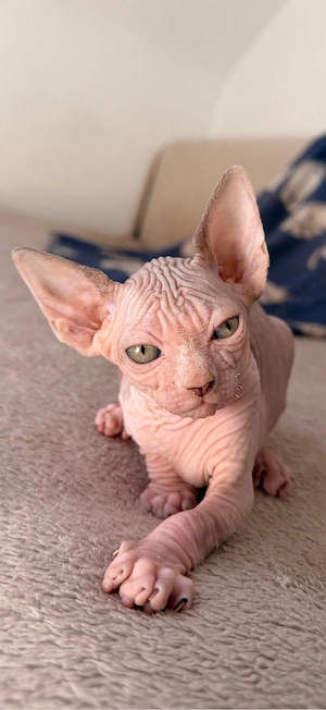 Sphynx Kitten