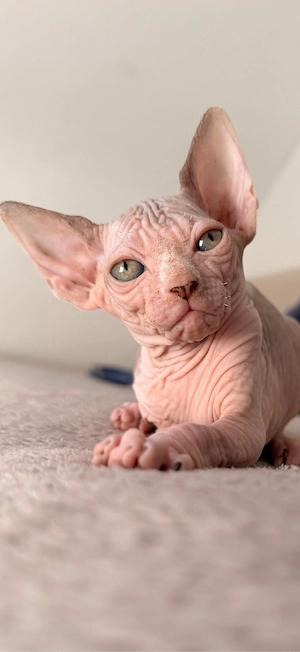 Sphynx Kitten