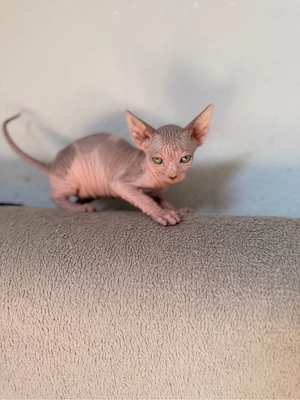 Sphynx Kitten