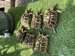 6 St Griechische Landschildkröten mit EU Cites Bescheinigungen