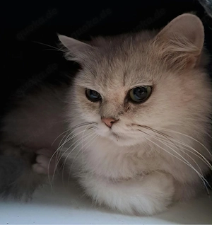 Wunderschöne und liebe blh bkh Katze