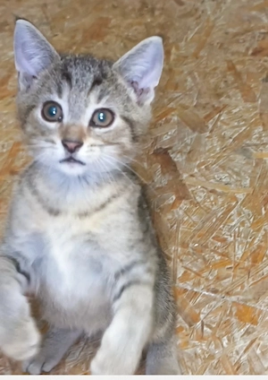 Süßes Kitten (Kater) sucht neues liebevolles Zuhause 