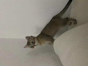 Süßes BKH Kitten sucht ein tolles Zuhause