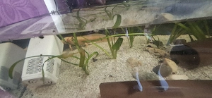 Axolotl suchen ein Neues Zuhause