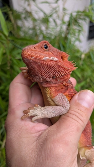 Translucent Red Orange ( coral) Bartagame 0.1 het hypo 
