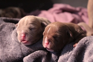 American Pocket Bully Bild 5