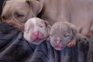 American Pocket Bully Bild 6