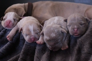 American Pocket Bully Bild 8