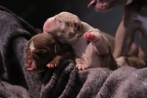 American Pocket Bully Bild 3