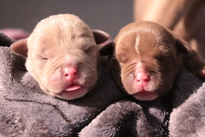 American Pocket Bully Bild 7