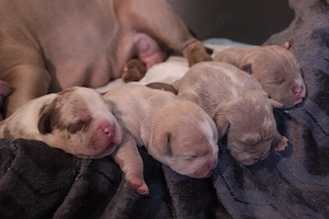 American Pocket Bully Bild 9