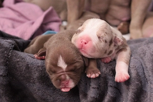American Pocket Bully Bild 4