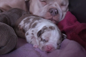 American Pocket Bully Bild 2
